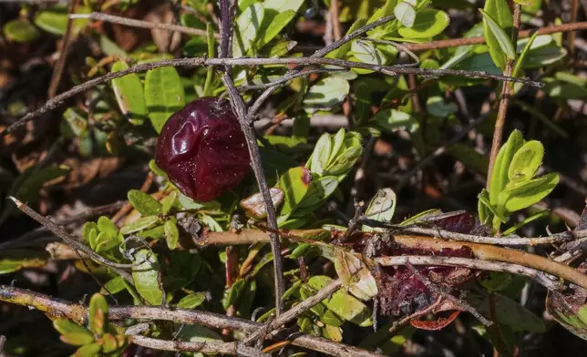 A cranberry from a past season rests on the vine on a bog in the process of being restored to a natural habitat at the South Meadow Bogs, Thursday, Aug. 7, 2025, in Carver, Mass. (AP Photo/Charles Krupa)