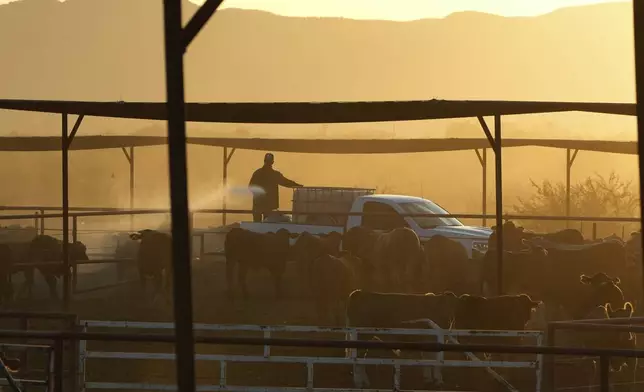 A ranch hand sprays for fly control at a ranch that supplies livestock for export to the U.S., in Zamora, northern Mexico, Tuesday, July 29, 2025, as the U.S. border remains closed to Mexican cattle imports over screwworm concerns. (AP Photo/Fernando Llano)
