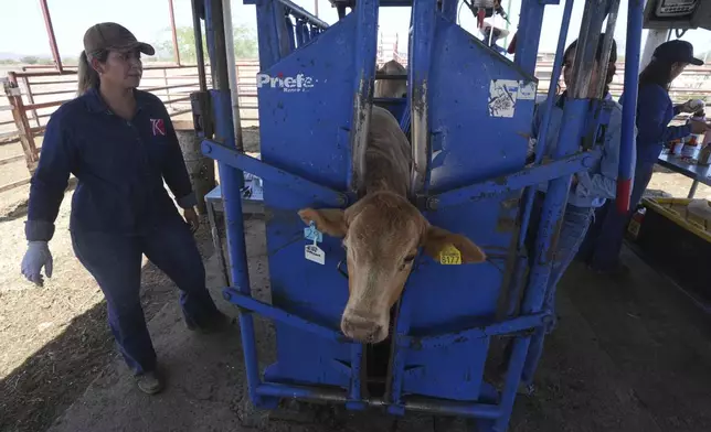 Veterinarians examine cattle at a ranch that supplies livestock for export to the U.S., in Zamora, northern Mexico, Monday, July 28, 2025, as the U.S. border remains closed to Mexican cattle imports because of screwworm concerns. (AP Photo/Fernando Llano)