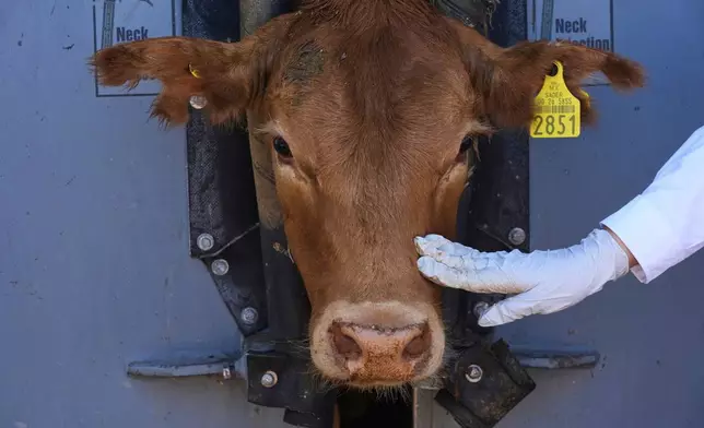 A calf is evaluated by a veterinary during a veterinary inspection in Hermosillo, Sonora State, Mexico, Monday, July 28, 2025. (AP Photo/Fernando Llano)