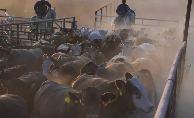 Ranch hands move cattle at a ranch that supplies livestock for export to the U.S., in Zamora, northern Mexico, Tuesday, July 29, 2025, as the U.S. border remains closed to Mexican cattle imports over screwworm concerns. (AP Photo/Fernando Llano)