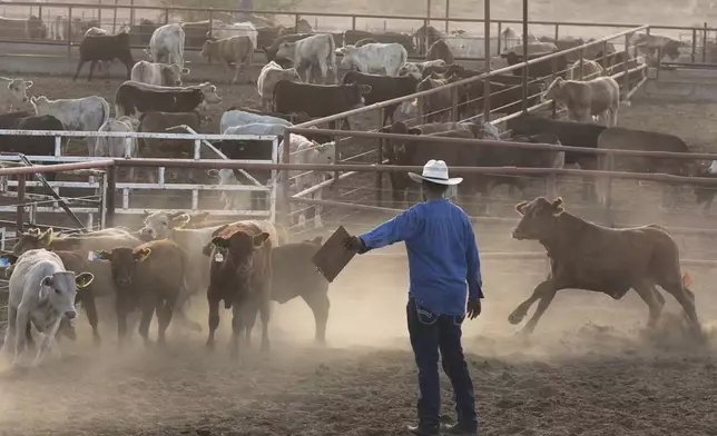 A ranch hand sorts calves at a ranch that supplies livestock for export to the U.S., in Zamora, northern Mexico, Tuesday, July 29, 2025, as the U.S. border remains closed to Mexican cattle imports over screwworm concerns. (AP Photo/Fernando Llano)