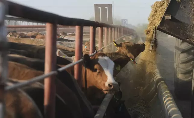Cattle feed at a ranch that supplies cattle for export to the U.S. in Zamora, northern Mexico, Tuesday, July 29, 2025. (AP Photo/Fernando Llano)