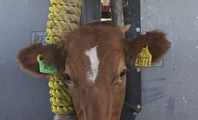 A calf is held in a head gate during veterinary checks at a ranch that supplies livestock for export to the U.S., in Zamora, northern Mexico, Monday, July 28, 2025, as the U.S. border remains closed to Mexican cattle imports because of screwworm concerns. (AP Photo/Fernando Llano)