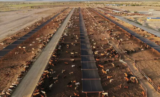 Cattle feed at a ranch that exports livestock to the U.S., in Zamora, northern Mexico, Tuesday, July 29, 2025, with the U.S. border closed to Mexican cattle imports over screwworm concerns. (AP Photo/Fernando Llano)