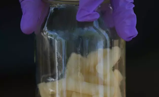 Technicians prepare bait to attract flies near a cattle auction in Hermosillo, Sonora state, Mexico, Tuesday, July 29, 2025. (AP Photo/Fernando Llano)