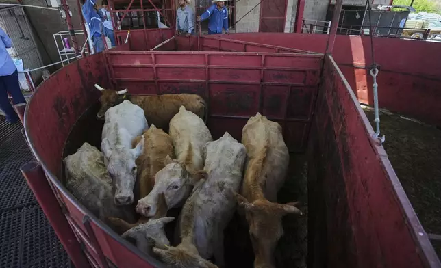 Cows stand fenced in before getting displayed at a cattle auction in Hermosillo, Sonora state, Mexico, Tuesday, July 29, 2025. (AP Photo/Fernando Llano)