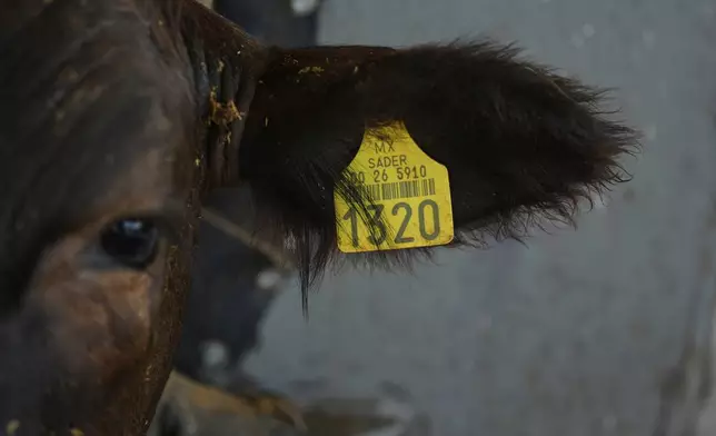 A cow waits to be examined by a veterinarian in Hermosillo, Sonora state, Mexico, Monday, July 28, 2025. (AP Photo/Fernando Llano)