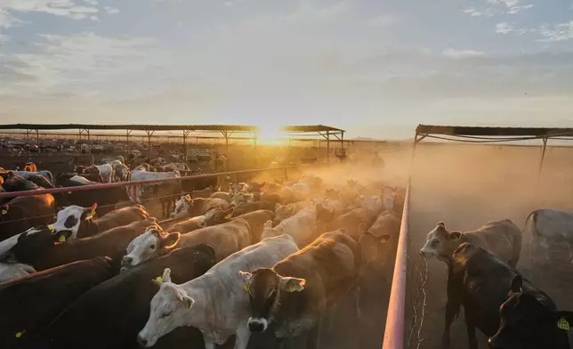 Workers shepherd cattle at a ranch that exports livestock to the U.S., in Zamora, northern Mexico, Tuesday, July 29, 2025. (AP Photo/Fernando Llano)