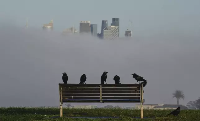 Birds perch on a park bench as a dense fog envelopes the Sydney skyline causing major commuter delays, Aug. 5, 2025. (AP Photo/Mark Baker)