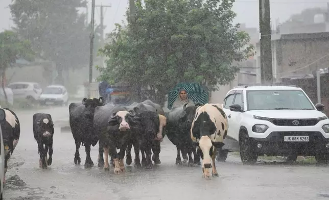 A woman, along with her cattle, moves to a safer place after heavy rain caused flooding near the banks of the Tawi River in Jammu, India, Tuesday, Aug. 26, 2025. (AP Photo/Channi Anand)