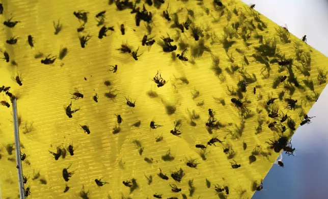 Flies of various species sit stuck in a trap near the pens of an auction in Hermosillo, Sonora state, Mexico, Tuesday, July 29, 2025. (AP Photo/Fernando Llano)