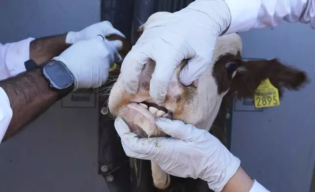Veterinarians examine cattle at a ranch that supplies livestock for export to the U.S., in Zamora, northern Mexico, July 28, 2025, as the U.S. border remains closed to Mexican cattle imports because of screwworm concerns. (AP Photo/Fernando Llano)