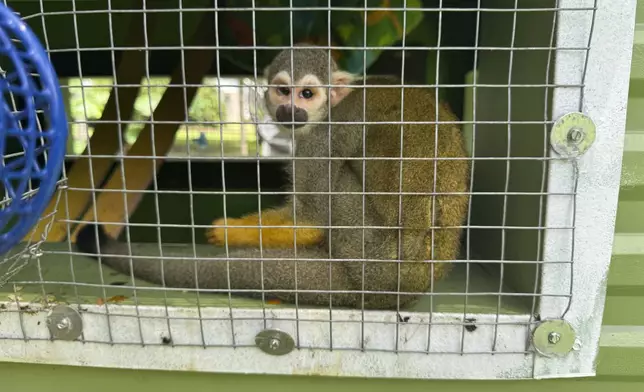 A squirrel monkey looks out from its enclosure at the Gulf Coast Primate Sanctuary in Perkinston, Mississippi on Friday, July 25, 2025. (AP Photo/Sophie Bates)
