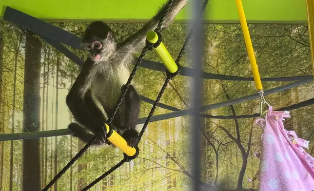 A spider monkey sits on a rope ladder inside its enclosure at the Gulf Coast Primate Sanctuary in Perkinston, Miss., Friday, July 25, 2025. (AP Photo/Sophie Bates)