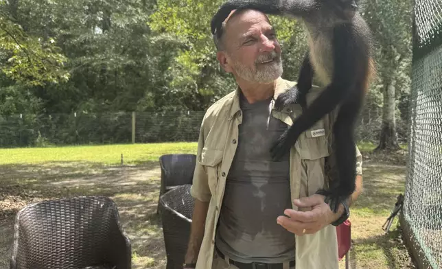 Louie the spider monkey climbs on John Richard, a volunteer at the Gulf Coast Primate Sanctuary in Perkinston, Mississippi on Friday, July 25, 2025. (AP Photo/Sophie Bates)
