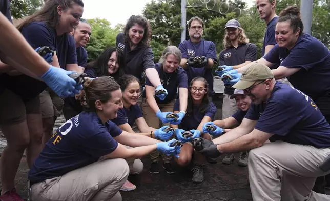 Staff members pose for photographs with 16 critically endangered western Santa Cruz tortoise hatchlings during their debut at the Philadelphia Zoo in Philadelphia, Wednesday, Aug. 20, 2025. (AP Photo/Matt Rourke)