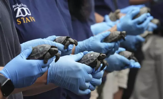 Staff members pose for photographs with 16 critically endangered western Santa Cruz tortoise hatchlings during their debut at the Philadelphia Zoo in Philadelphia, Wednesday, Aug. 20, 2025. (AP Photo/Matt Rourke)