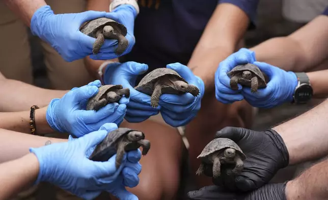 Staff members pose for photographs several of the 16 critically endangered western Santa Cruz tortoise hatchlings during their debut at the Philadelphia Zoo in Philadelphia, Wednesday, Aug. 20, 2025. (AP Photo/Matt Rourke)