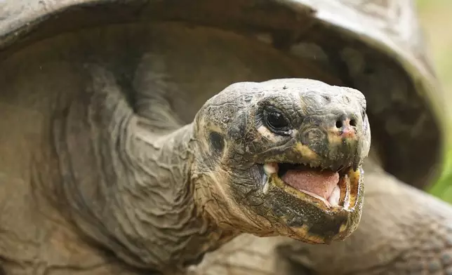Mommy, a nearly 100-year-old Galapagos tortoise, and parent of 16 hatchlings in two clutches, walks in her enclosure at the Philadelphia Zoo in Philadelphia, Wednesday, Aug. 20, 2025. (AP Photo/Matt Rourke)