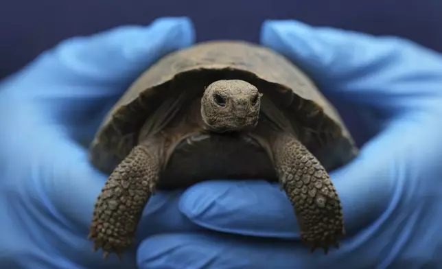 A staff member holds one of the 16 critically endangered western Santa Cruz tortoise hatchlings during their debut at the Philadelphia Zoo in Philadelphia, Wednesday, Aug. 20, 2025. (AP Photo/Matt Rourke)