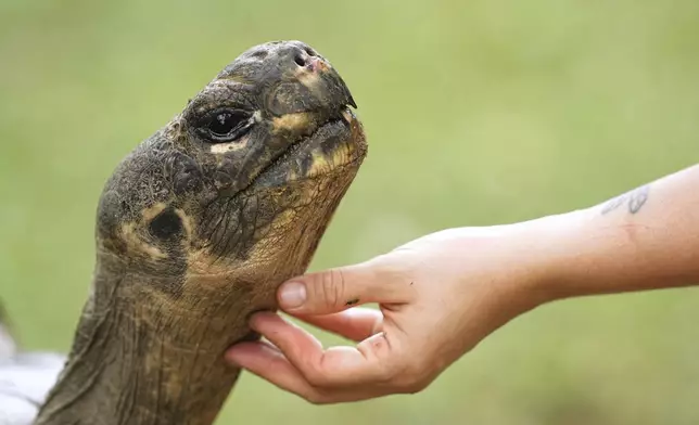 Mommy, a nearly 100-year-old Galapagos tortoise, and parent of 16 hatchlings in two clutches, extends her neck as a staff member scratches her chin in her enclosure at the Philadelphia Zoo in Philadelphia, Wednesday, Aug. 20, 2025. (AP Photo/Matt Rourke)