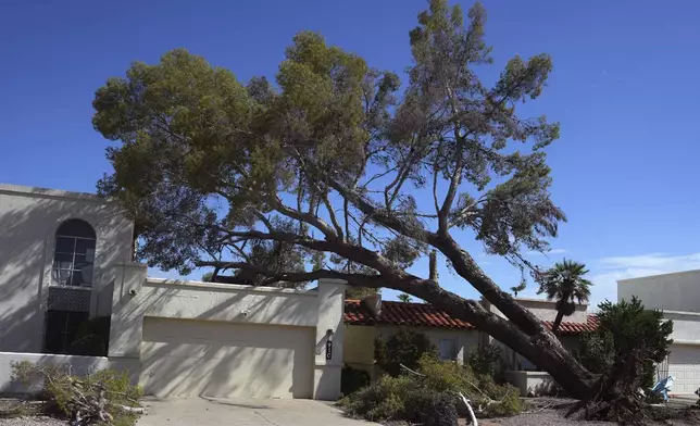 A large uprooted tree leans on a home the day after violent monsoon storms that included a towering wall of dust known as a haboob pushed through the Phoenix metro area, Tuesday, Aug. 26, 2025, in Tempe, Ariz. (AP Photo/Ross D. Franklin)