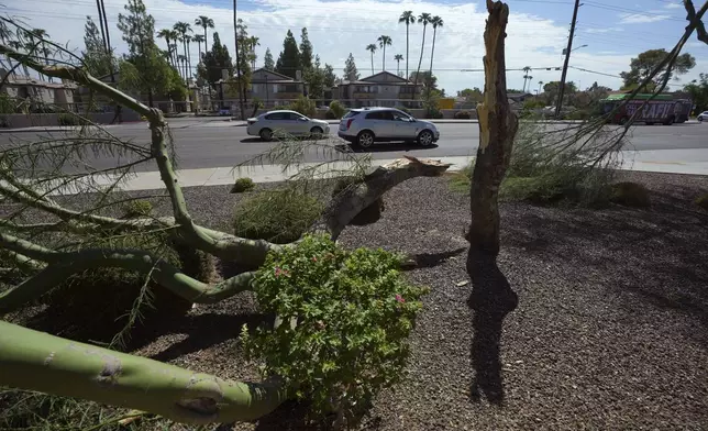 Vehicles drive past damaged Palo Verde trees the day after violent monsoon storms that included a towering wall of dust known as a haboob pushed through the Phoenix metro area, Tuesday, Aug. 26, 2025, in Tempe, Ariz. (AP Photo/Ross D. Franklin)
