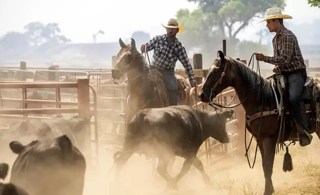 Ranchers work to evacuate cattle as the Gifford Fire burns nearby on Monday, Aug. 4, 2025, in Los Padres National Forest, Calif. (AP Photo/Noah Berger)