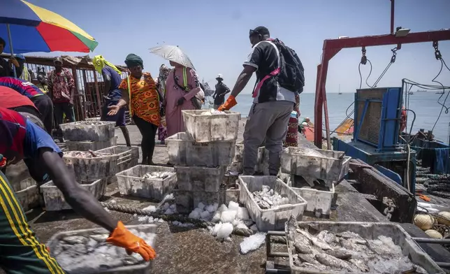 Workers offload fish from a industrial fishing vessel at the port of Banjul, Gambia, on March 26, 2025. (AP Photo/Grace Ekpu)
