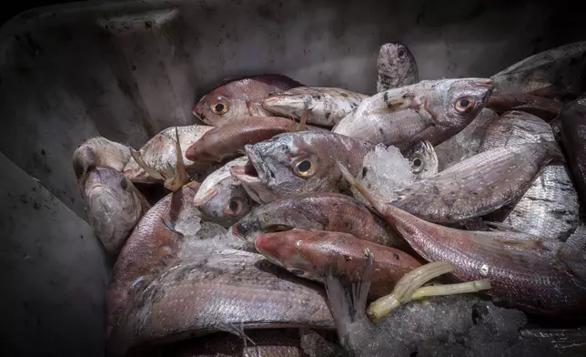 Freshly-caught red snapper fish caught off the coast of Gambia are offloaded from a fishing vessel in the port of Banjul, Gambia, on March 26, 2025. (AP Photo/Grace Ekpu)