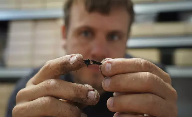 Underwater archaeologist Peter Moe Astrup inspects a tiny animal bone, unearthed at an 8,500-year-old Stone Age coastal settlement submerged by sea level rise in Bay of Aarhus in Aarhus, Denmark. Aug.18, 2025. (AP Photo/James Brooks)