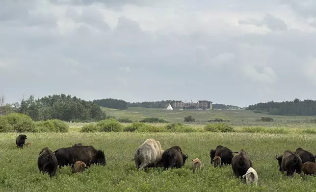 Bison mill around in the buffalo park near Belcourt, N.D., on Wednesday, July 23, 2025, on the Turtle Mountain Reservation. In the distance is the Turtle Mountain Recovery Center and a tepee. (AP Photo/Jack Dura)