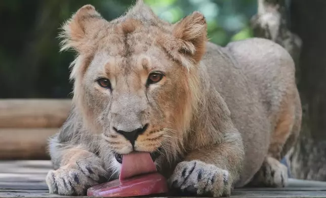Asiatic Lion cub Mali licks a blood ice lolly at London Zoo, as parts of the UK face a fourth heatwave of the summer, with temperatures expected to rise to the mid-30s, in London, Tuesday, Aug. 12, 2025. (AP Photo/Kirsty Wigglesworth)