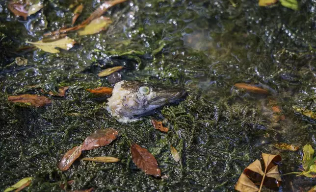 The head of a dead fish lies in the almost dry Aume River bed in Saint-Fraigne, southwestern France, Thursday, Aug. 14, 2025. (AP Photo/ Yohan Bonnet)