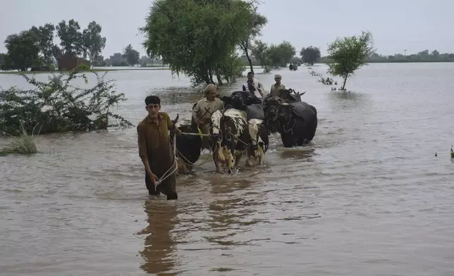 Villagers with their livestock navigate through a flooded area after torrential rains and rising water level in the rivers due to water release from Indian dams, in Pindi Bhattian, Pakistan, Sunday, Aug. 31, 2025. (AP Photo/A. Rizvi)