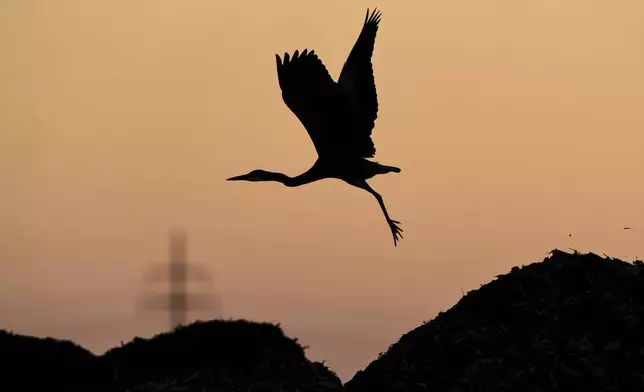 A heron takes off from a dung hill in Frankfurt, Germany, Monday, Aug. 18, 2025. (AP Photo/Michael Probst)