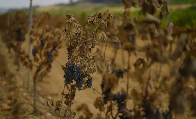 Burned grapevines are pictured after firefighters contained France's largest wildfire in decades in Saint Laurent de La Cabrerisse, southern France, Friday, Aug. 8, 2025. (AP Photo/Manu Fernandez)
