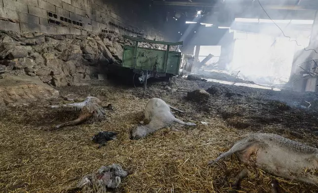 Bodies of animals after a wildfire in Caridade, northwestern Spain, Thursday, Aug. 14, 2025. (AP Photo/Lalo R. Villar)