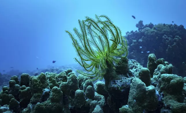 A crinoid sits at Havannah Harbour, off the coast of Efate Island, Vanuatu, Sunday, July 20, 2025. (AP Photo/Annika Hammerschlag)