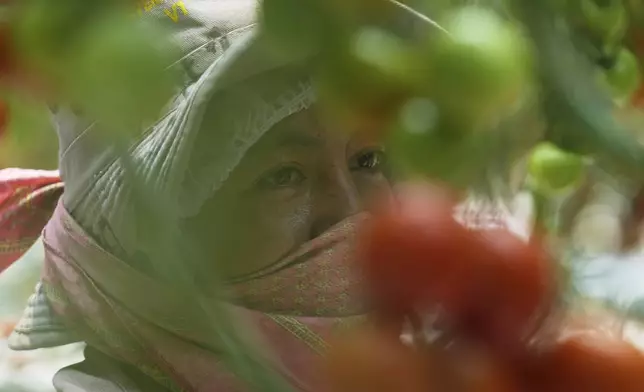 A worker tends to plants inside a greenhouse at the Veggie Prime tomato farm, which exports to the United States, in Ajuchitlan, Mexico, Wednesday, July 23, 2025. (AP Photo/Marco Ugarte)
