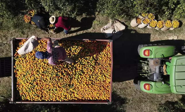 Workers load a truck with recently harvested oranges at the Morro Alto farm, in Limeira, Sao Paulo state, Brazil, July 16, 2025, a week after President Donald Trump announced a tariff hike of 50% on Brazilian goods that include oranges. (AP Photo/Ettore Chiereguini)