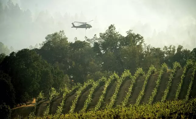 A helicopter flies behind a vineyard while battling the Pickett Fire in the Aetna Springs area of Napa County, Calif., on Sunday, Aug. 24, 2025. (AP Photo/Noah Berger)