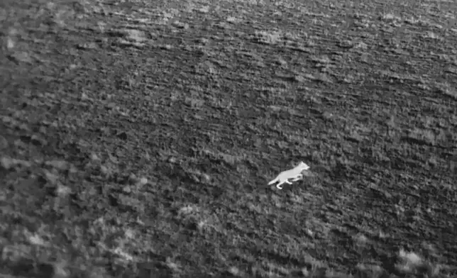 In this image taken from video released by the USDA, a wolf runs from a drone with a speaker attached in Oregon, 2022. (USDA via AP)