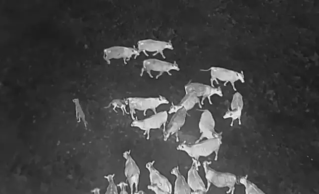 In this image taken from video released by the USDA, Gray wolves halt an attack on a cow at an undisclosed location along the Oregon/California border after a drone emits noises at them as part of efforts by the USDA to monitor predators at night and repel them from livestock by non-lethal means. (USDA via AP)
