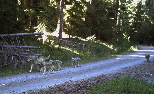 FILE - This Aug. 27, 2019 trail camera photo provided by the Oregon Department of Fish and Wildlife shows a wolf pack that had at least four pups taken during the 2019 annual wolf count/survey at Umpqua National Forest, Oregon. (Oregon Department of Fish and Wildlife via AP, File)