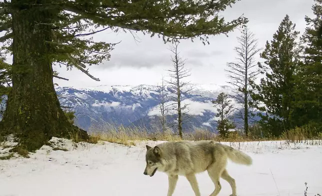 FILE - In this Dec. 4, 2014 photo released by the Oregon Department of Fish and Wildlife, a wolf from the Snake River Pack passes by a remote camera in eastern Wallowa County, Ore. (Oregon Department of Fish and Wildlife via AP, File)