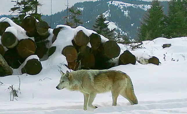 FILE - This Dec., 2017, remote camera photo provided by the Oregon Department of Fish and Wildlife shows the breeding female of the Walla Walla Pack in northern Oregon's Umatilla County. (Oregon Department of Fish and Wildlife via AP, File)