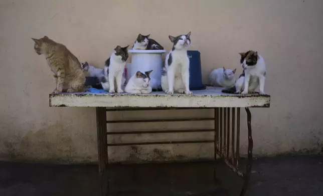 Stray cats gather on a table at the protected cat colony "Proyecto Aldameros," in a park in the historic area of Havana, Tuesday, Aug. 5, 2025. (AP Photo/Ramon Espinosa)
