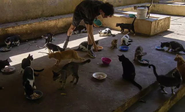 A man feeds stray cats from the protected cat colony "Proyecto Aldameros," at a park in the historic area of Havana, Tuesday, Aug. 5, 2025. (AP Photo/Ramon Espinosa)